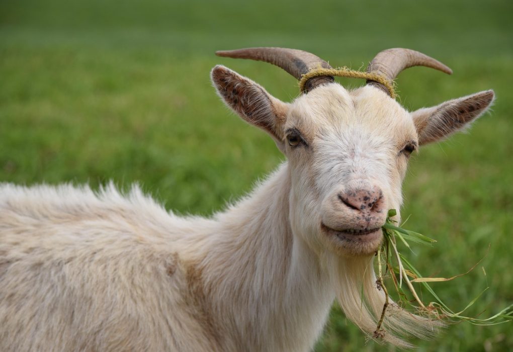 makanan kambing