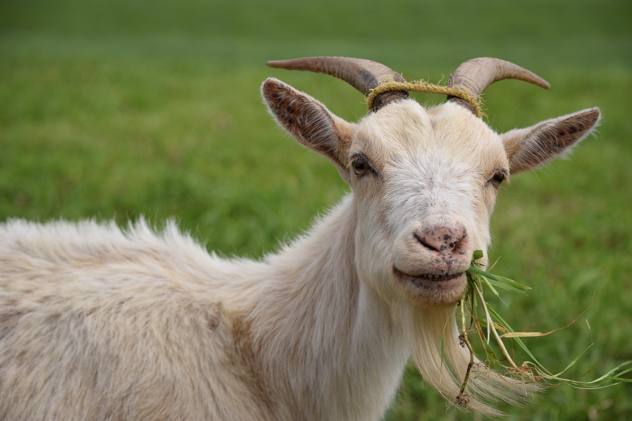 makanan kambing