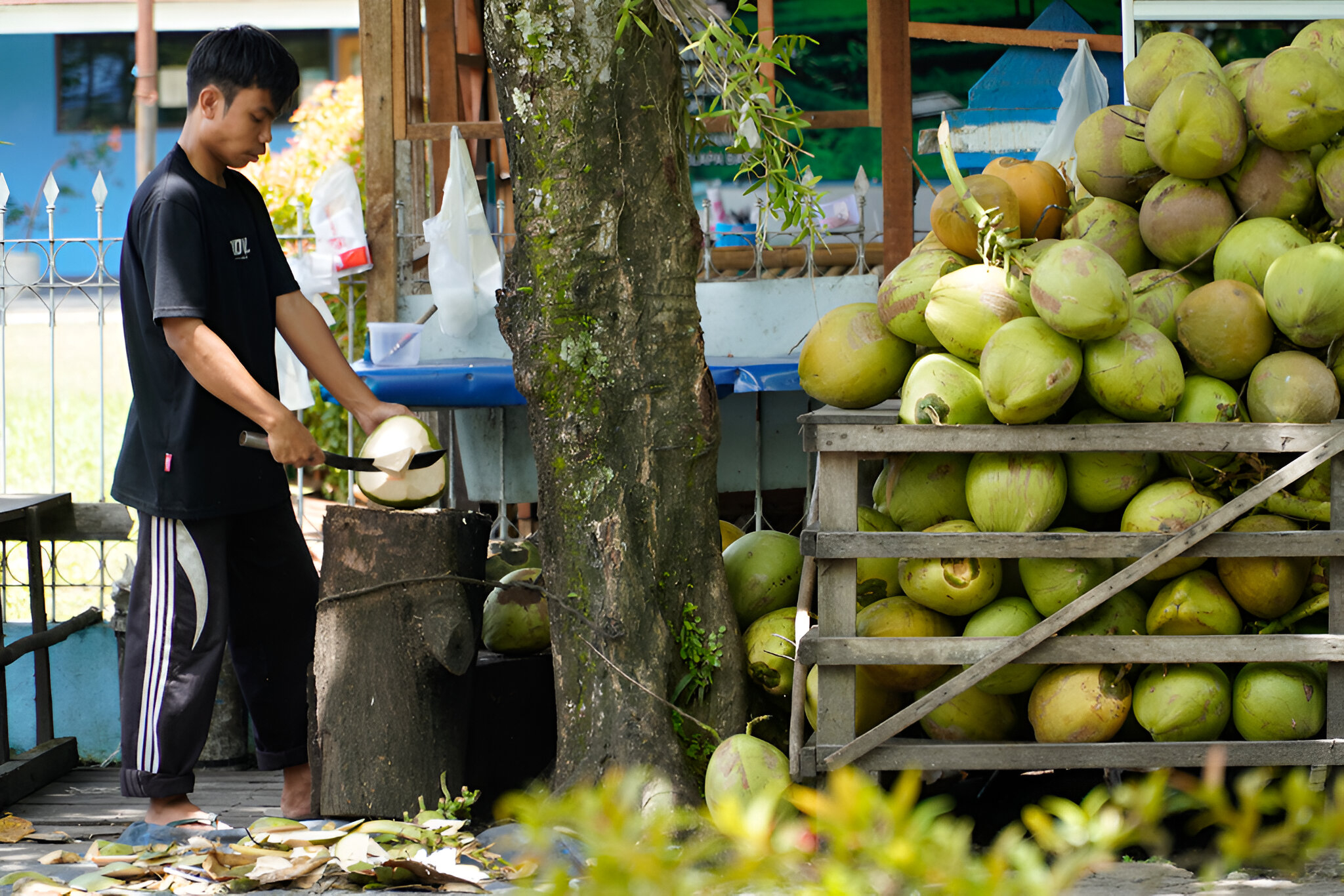 tips memulai usaha kelapa