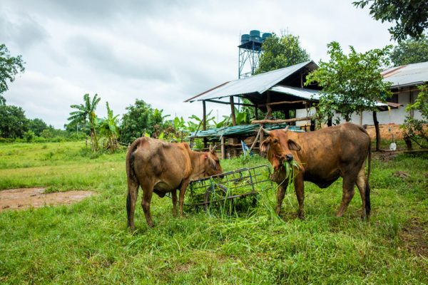 mesin pencacah rumput untuk peternak