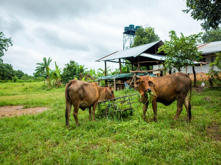 mesin pencacah rumput untuk peternak