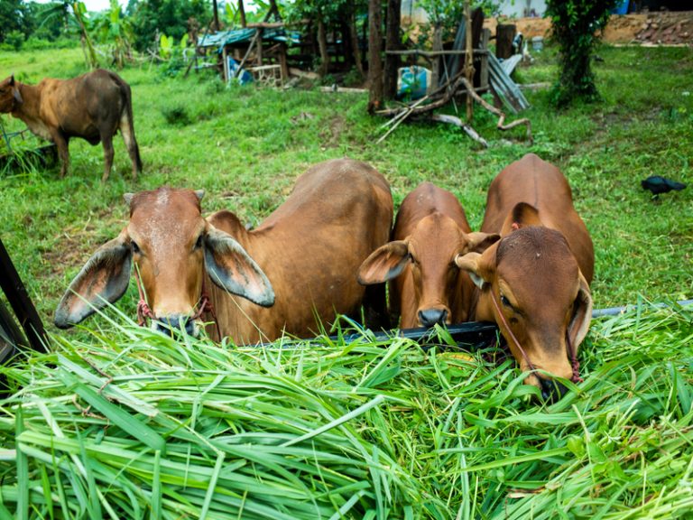 alat cacah rumput sapi dan kambing