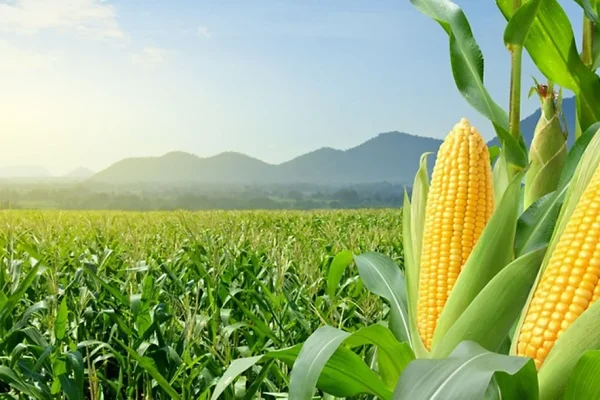 Mesin Pipil Jagung Kering, Teknologi Praktis bagi Petani Modern