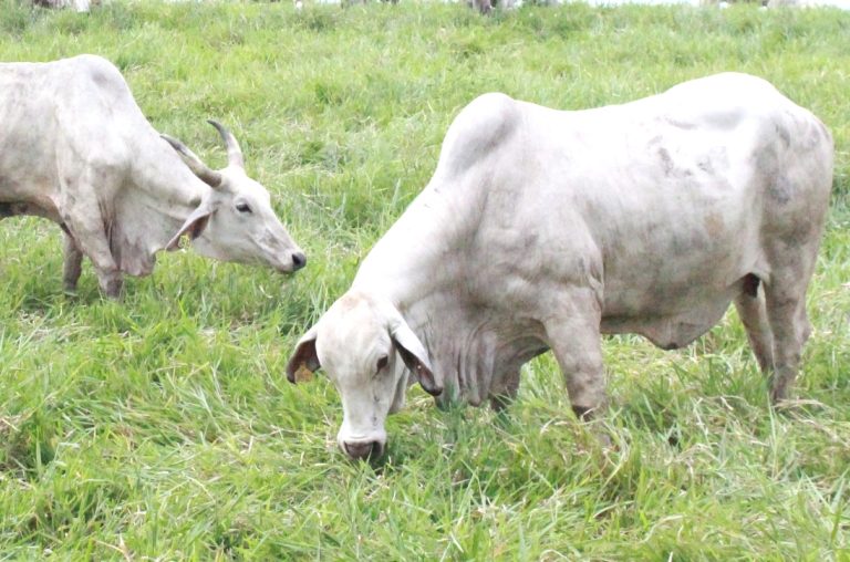 hijauan kualitas tinggi harian