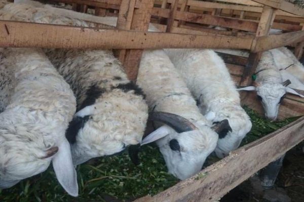 Pakan Domba Agar Cepat Gemuk