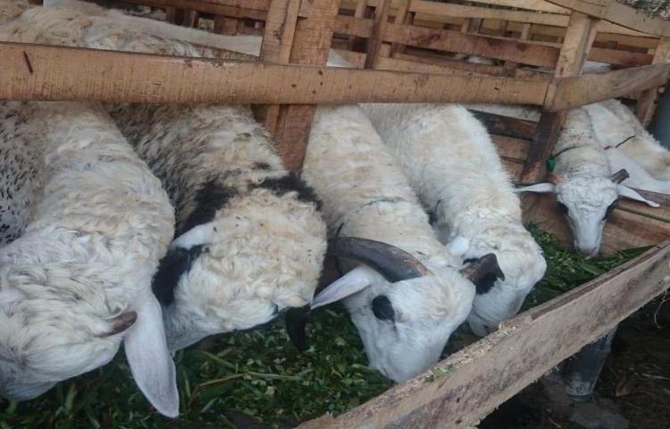 Pakan Domba Agar Cepat Gemuk