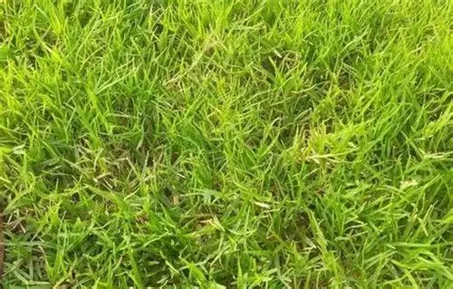 pakan rumput organik alami