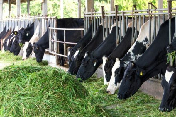 pakan rumput hasil melimpah