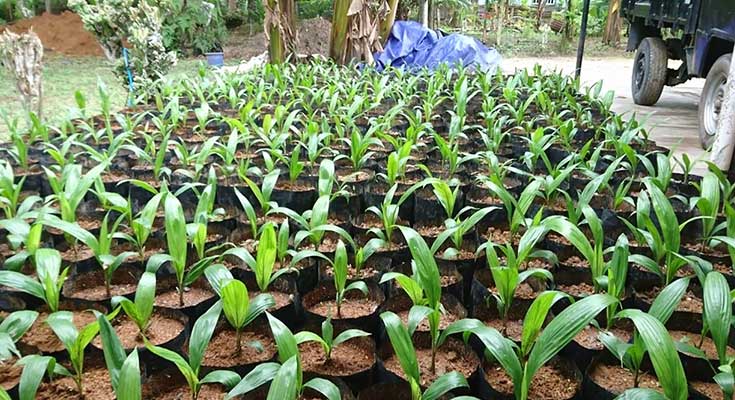 cara menanam pohon kelapa dari biji