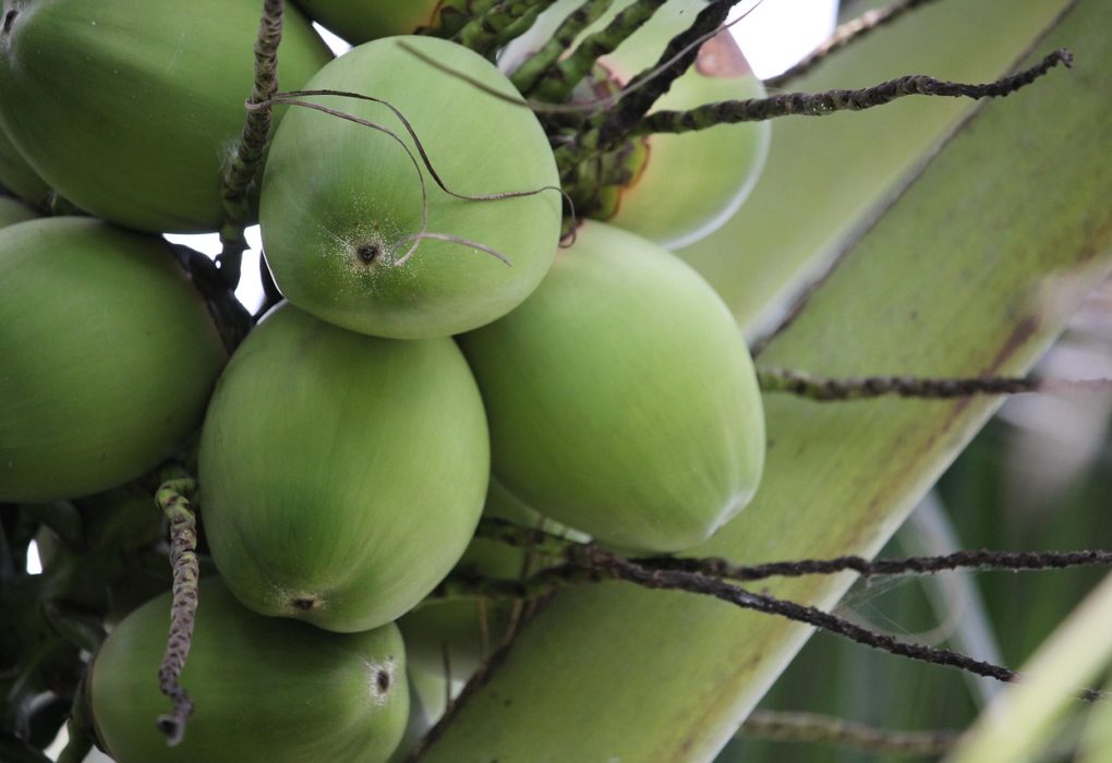 proses parut kelapa efisien
