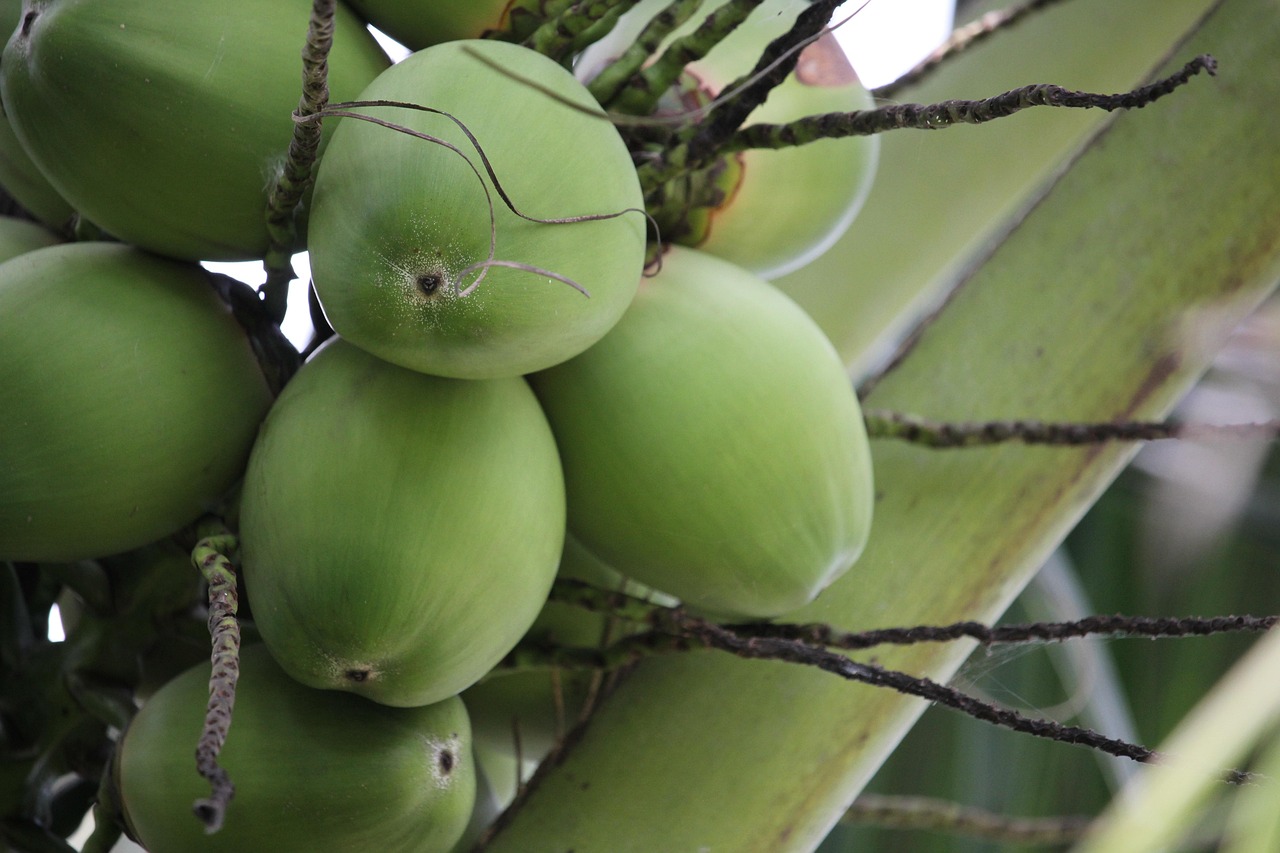 proses parut kelapa efisien