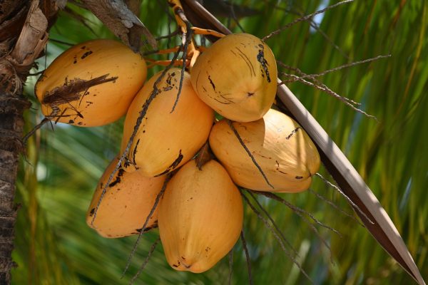 peralatan industri pengolahan kelapa