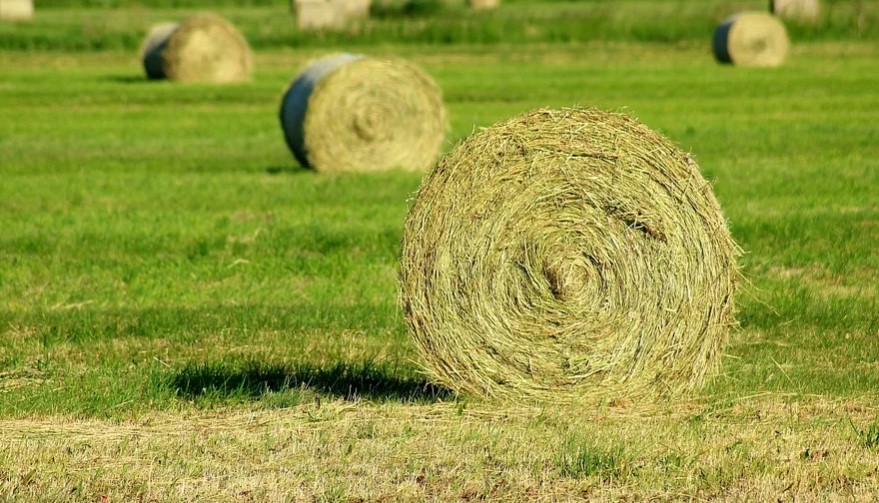 rumput untuk peningkatan bobot ternak