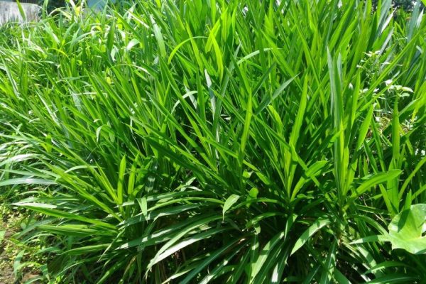 proses dehidrasi rumput ternak