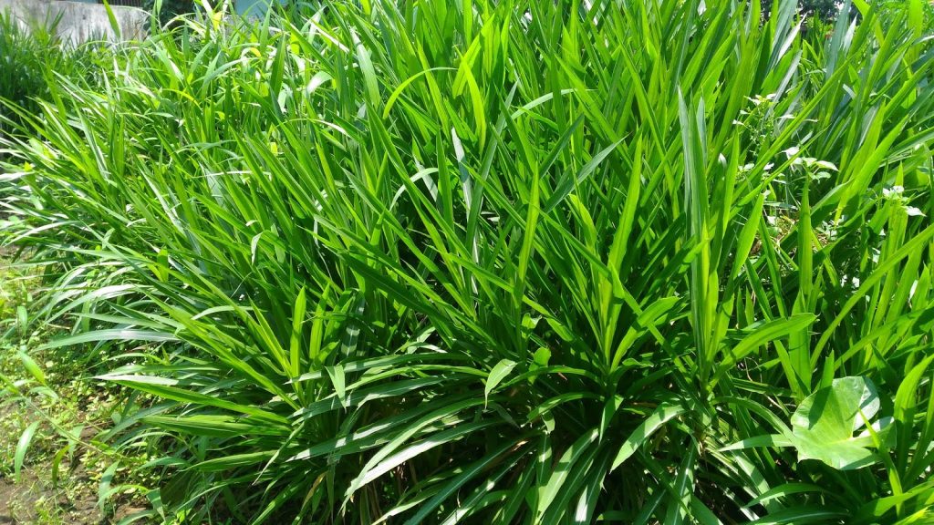 proses dehidrasi rumput ternak