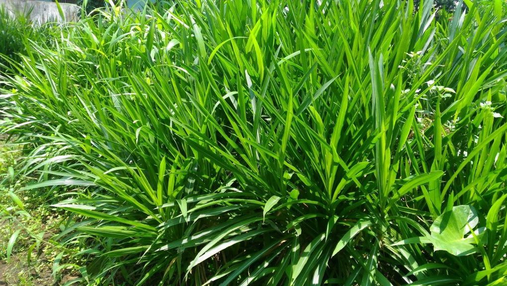 pakan rumput lahan sempit