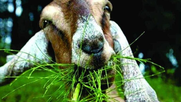 hijauan premium untuk sapi perah