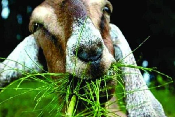 pakan rumput palatabel ternak