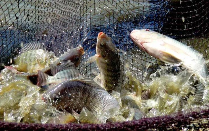 perawatan bioflok ikan nila
