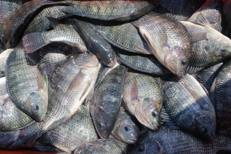 penyebab kegagalan budidaya ikan nila bioflok