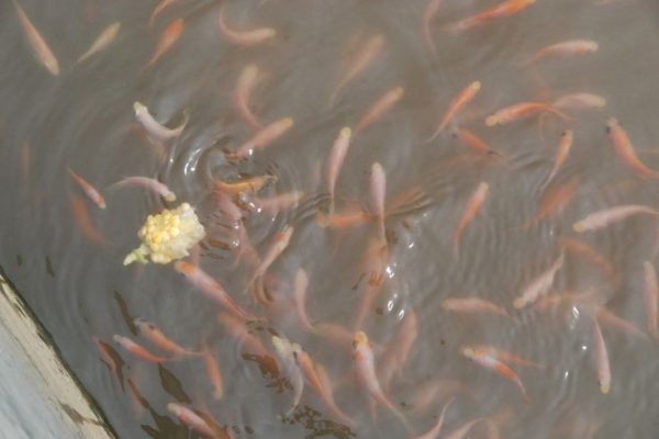 keuntungan usaha budidaya nila bioflok