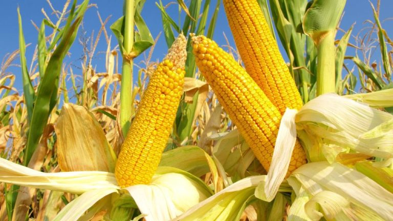 alat perontok jagung efisien