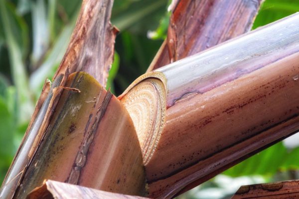 cara mencacah batang pisang cepat
