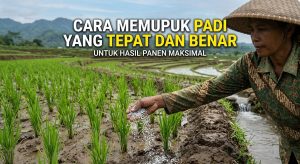 cara memupuk padi yang tepat dan benar